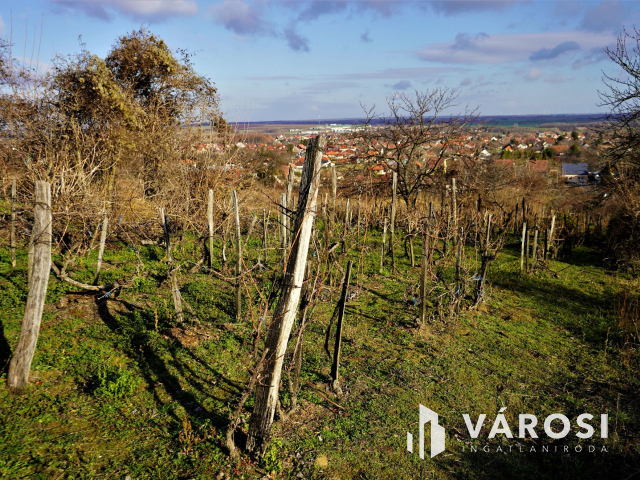 Nyúli, panorámás telek, szőlővel eladó!