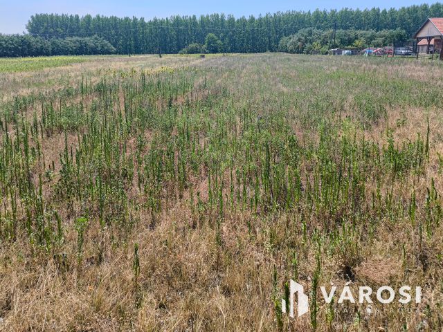 5800 m2-es kertes mezőgazdasági terület Csemőn!